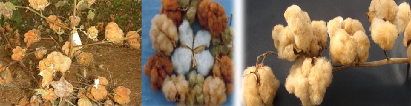 image of Colour Cotton 2