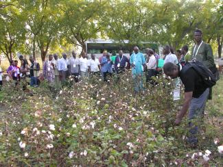 2013 Visit of African delegates under Cotton TAP on 12 January 2013 Image-7