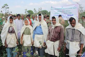 2014 TSP on clean cotton Sirsa on 6 March 2014 Image-2