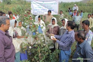 2014 TSP on clean cotton Sirsa on 6 March 2014 Image-3