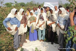 2014 TSP on clean cotton Sirsa on 6 March 2014 Image-4