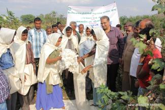 2014 TSP on clean cotton Sirsa on 6 March 2014 Image-7
